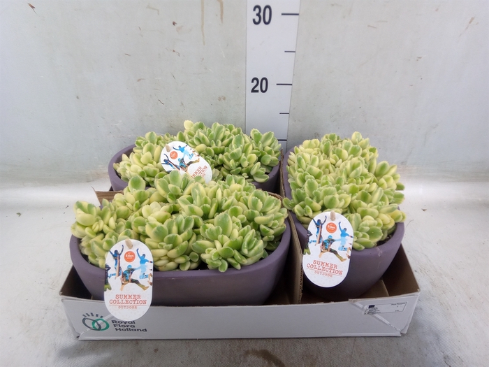 <h4>Cotyledon tome. ladys.</h4>