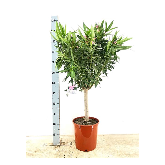<h4>Nerium oleander (Oleander) 28Ø 120cm</h4>