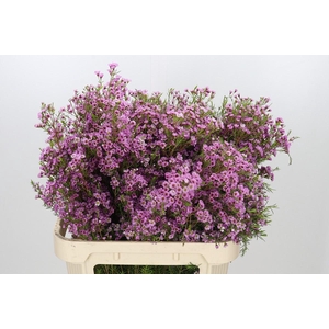 Chamelaucium Kerryn