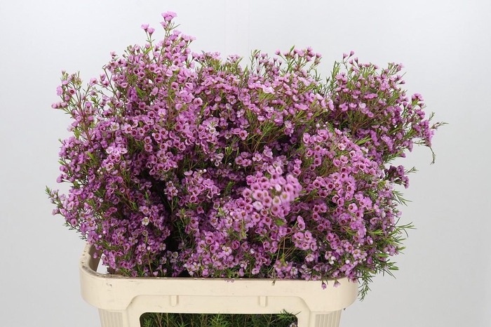 <h4>Chamelaucium Kerryn</h4>