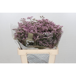 Limonium Safora Oshi Pink