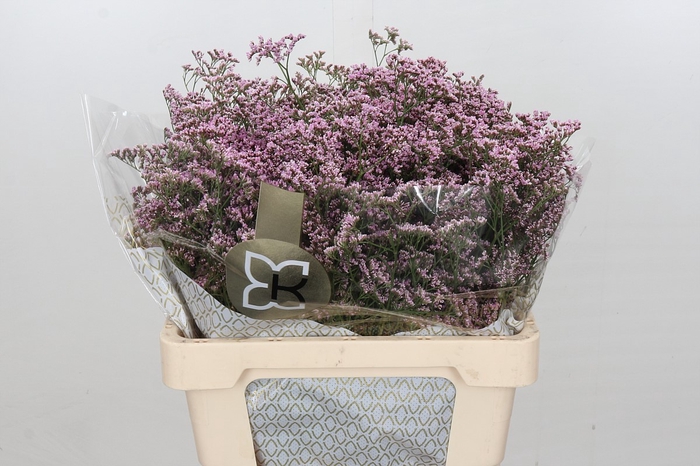 <h4>Limonium Safora Oshi Pink</h4>