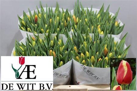 <h4>Tu En Denmark</h4>