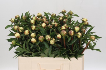 <h4>Paeonia Duchesse De Nemours</h4>