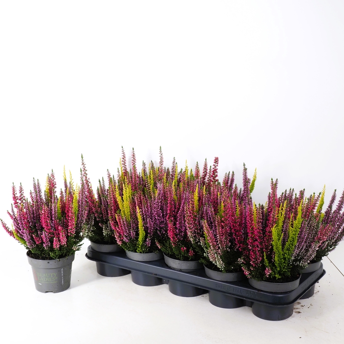 <h4>CALLU BL S TRI HA GP</h4>
