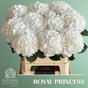 HYDR M ROYAL PRINCES