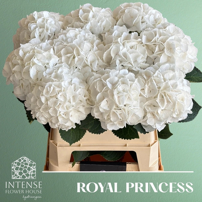 <h4>HYDR M ROYAL PRINCES</h4>