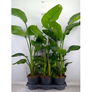 Strelitzia nicolai