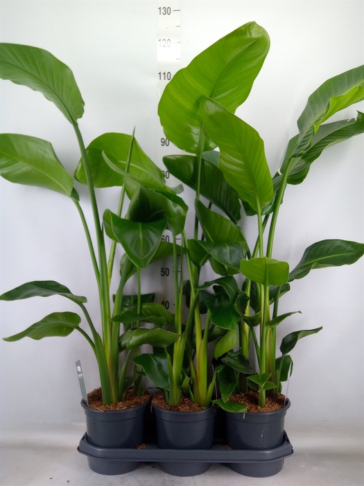 <h4>Strelitzia nicolai</h4>