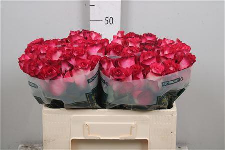 <h4>R Gr Nicoletta</h4>