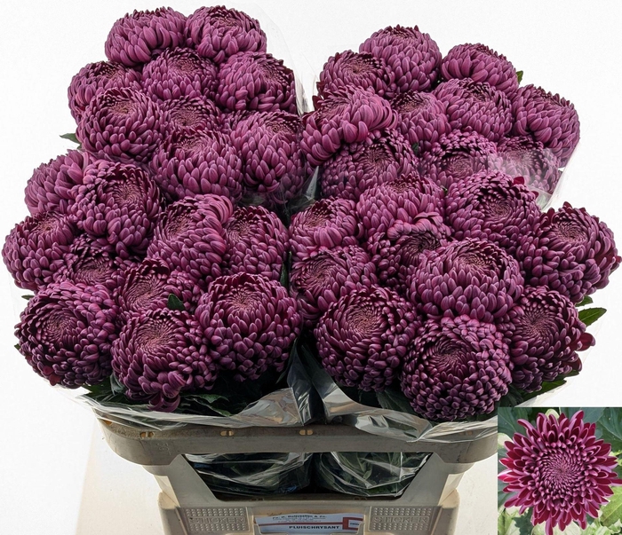 <h4>CHRYSANTHEMUM PL 'BIGOUDI PURPLE''</h4>