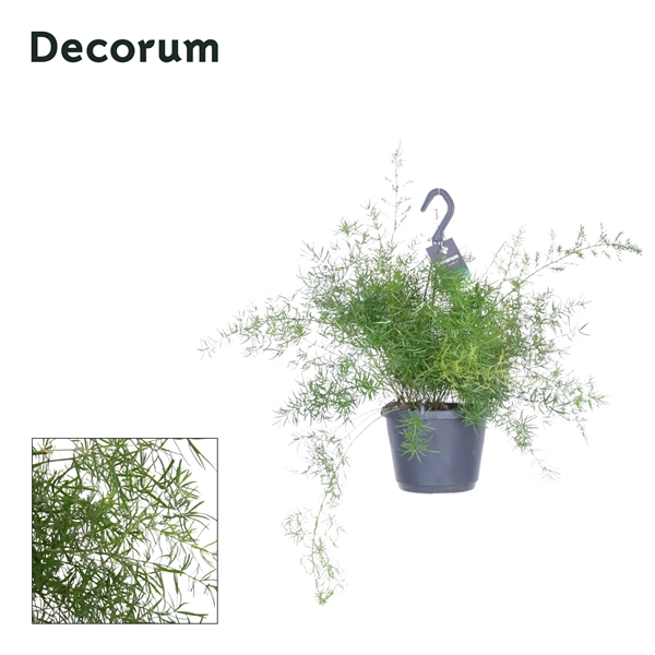<h4>Asparagus densiflorus 'Sprengeri'</h4>