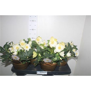 Hell Ni Hgc Wintergo 25+