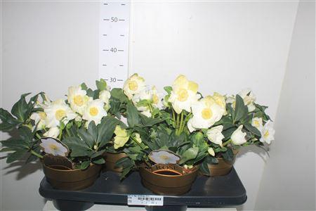 <h4>Hell Ni Hgc Wintergo 25+</h4>