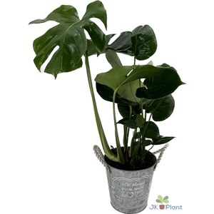 Monstera Deliciosa in zinken pot