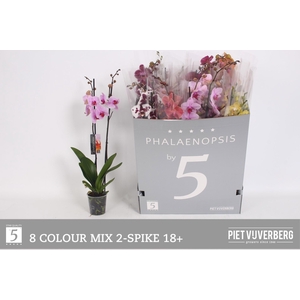 PHAL GEM 8 KL