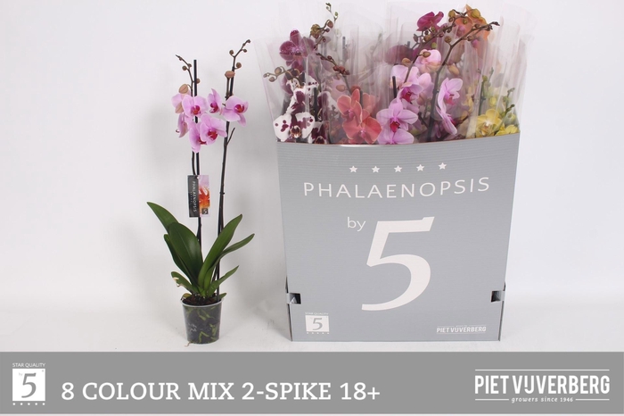 <h4>PHAL GEM 8 KL</h4>