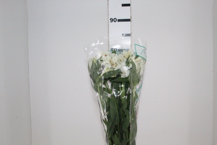 <h4>ALSTROEMERIA AKEMI 080 CM</h4>