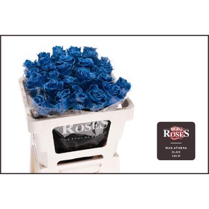 R GR GEWAXT WAX Athena Blue 50cm