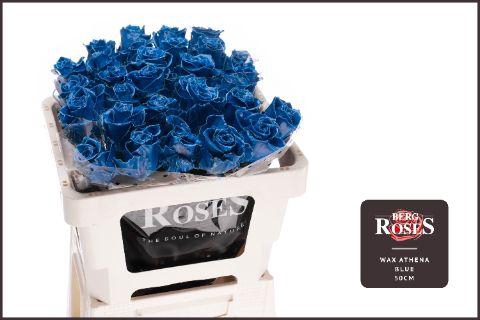 <h4>R GR GEWAXT WAX Athena Blue 50cm</h4>