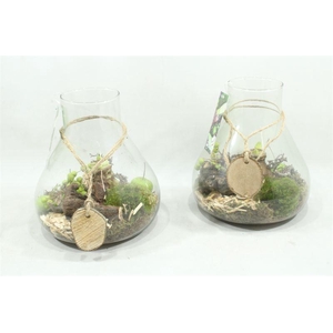 arr4 amaryllis mbd - glas paris xl