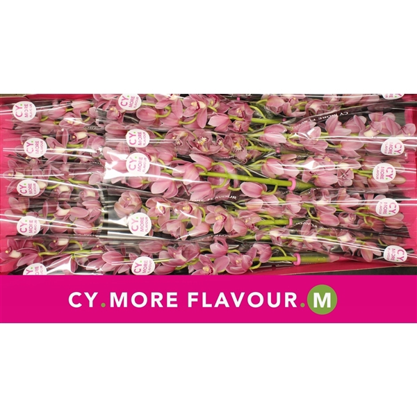 <h4>Mini cymbidium 'Solo' 50 cm</h4>