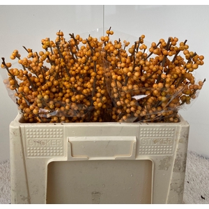 ILEX VE GOLD VERBOOM