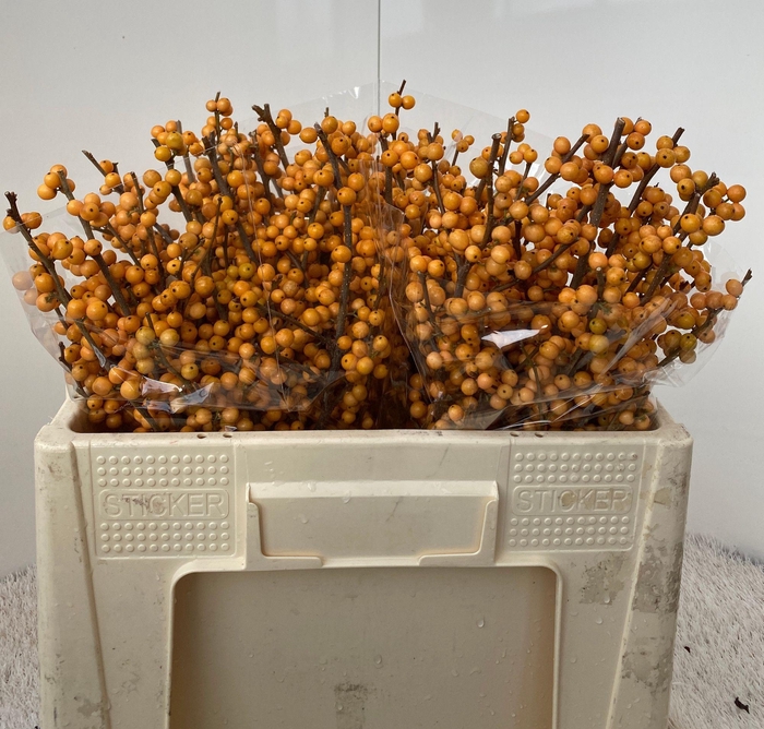 <h4>ILEX VE GOLD VERBOOM</h4>