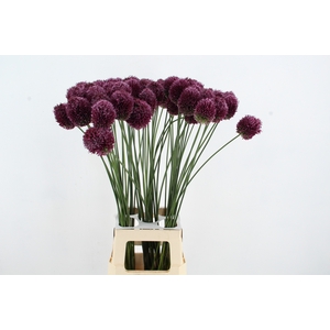 ALLIUM SPHAEROCEPHAL