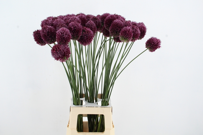 ALLIUM SPHAEROCEPHAL