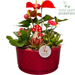 Arr.  Anthurium H%