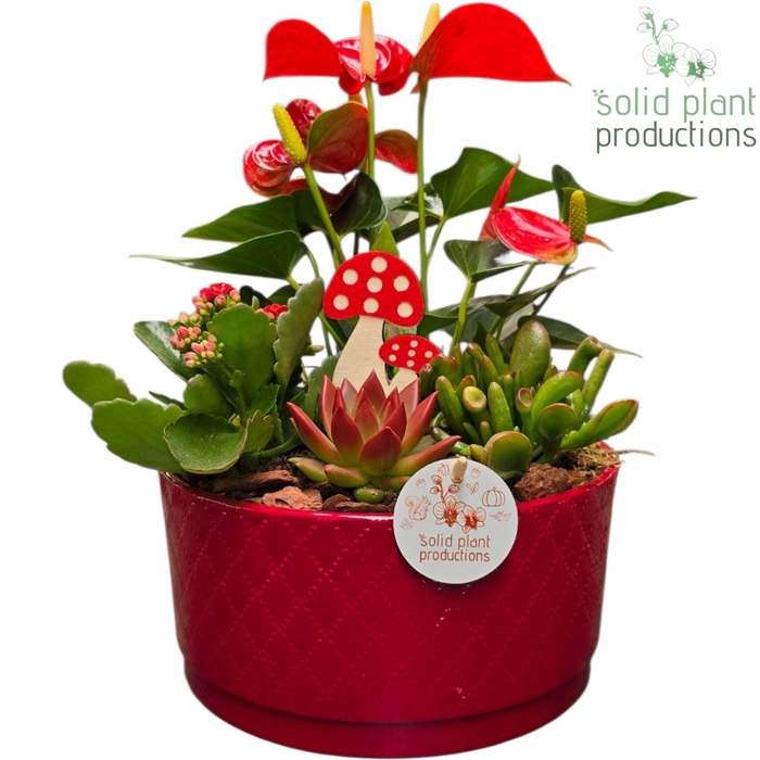<h4>Arr.  Anthurium H%</h4>