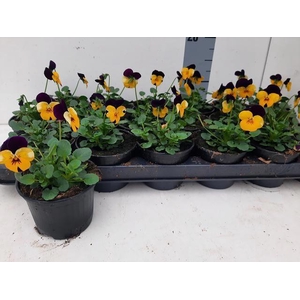 VIO CO EM YEL PU JUP