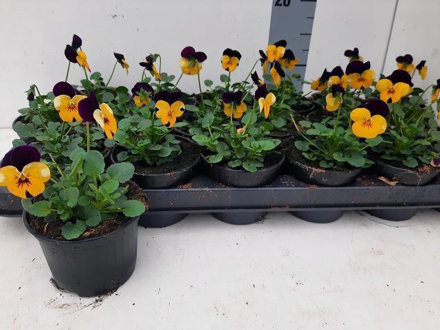 <h4>VIO CO EM YEL PU JUP</h4>