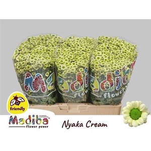 Chr S Mad Nyaka Cream