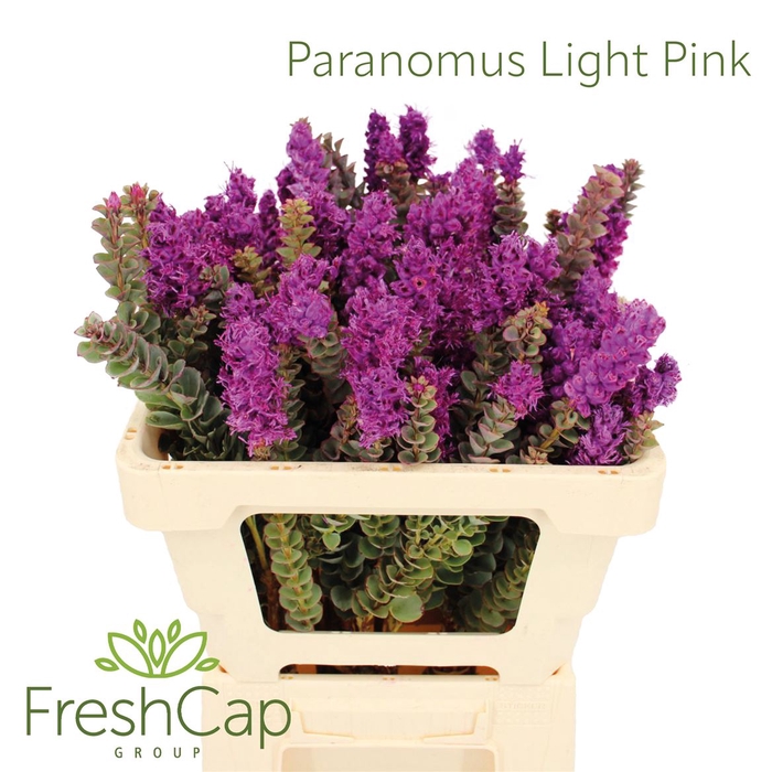 <h4>Paranomus Light Pink</h4>