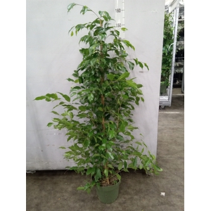 Ficus benja. 'Exotica'