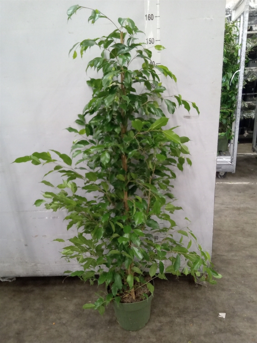 <h4>Ficus benja. 'Exotica'</h4>