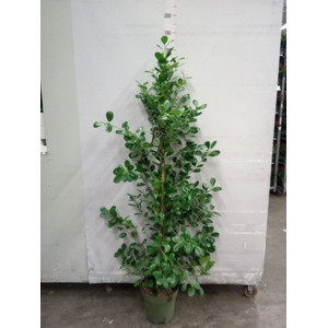 Ficus microcarpa 'Moclame'