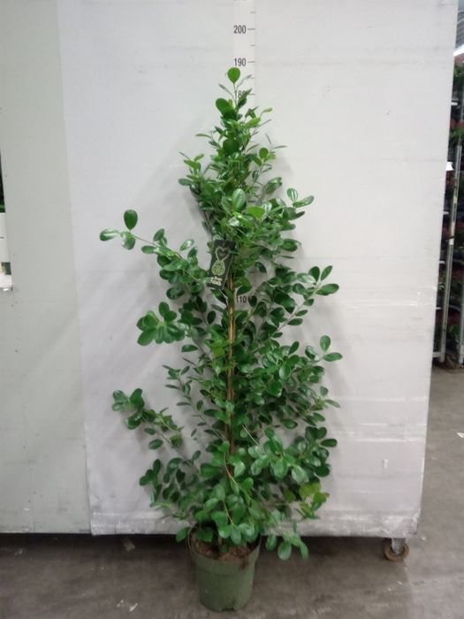 <h4>Ficus microcarpa 'Moclame'</h4>