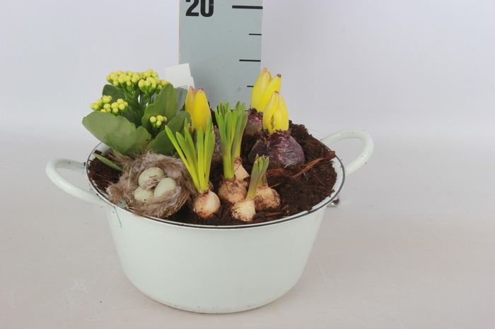 <h4>ARR BOL KNOLGEWAS</h4>