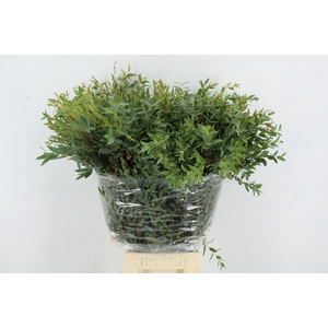 EUC PARVIFOLIA 350GR