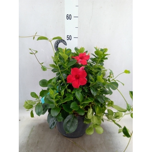 Mandevilla  'Sundavil Red'
