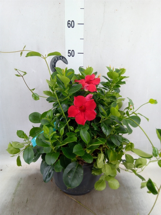 <h4>Mandevilla  'Sundavil Red'</h4>