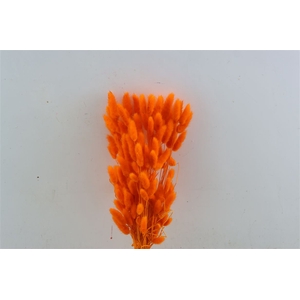 Dried Lagurus Bl Orange Bunch