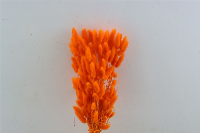<h4>Dried Lagurus Bl Orange Bunch</h4>