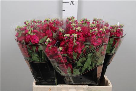 <h4>Matthiola incana 'Francesca'</h4>