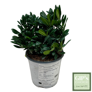 Pittosporum tobira 'Nanum' P17