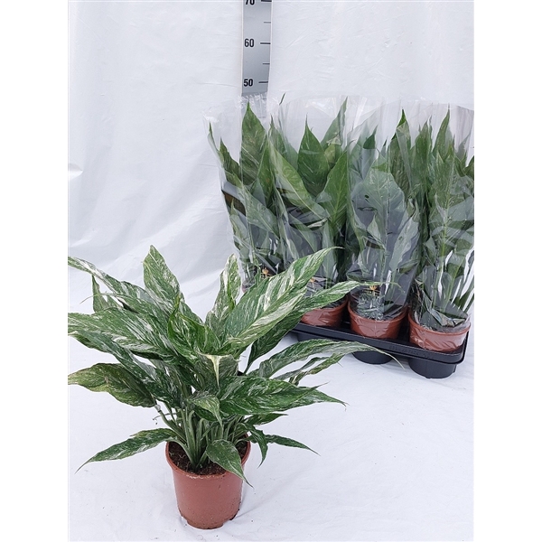 <h4>Spathiphyllum Diamond 26</h4>