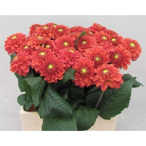 Dahlia Ball Orange Fox